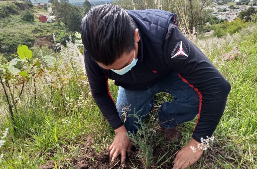  Más de 30 mil árboles se plantarán a lo largo y ancho de Nativitas